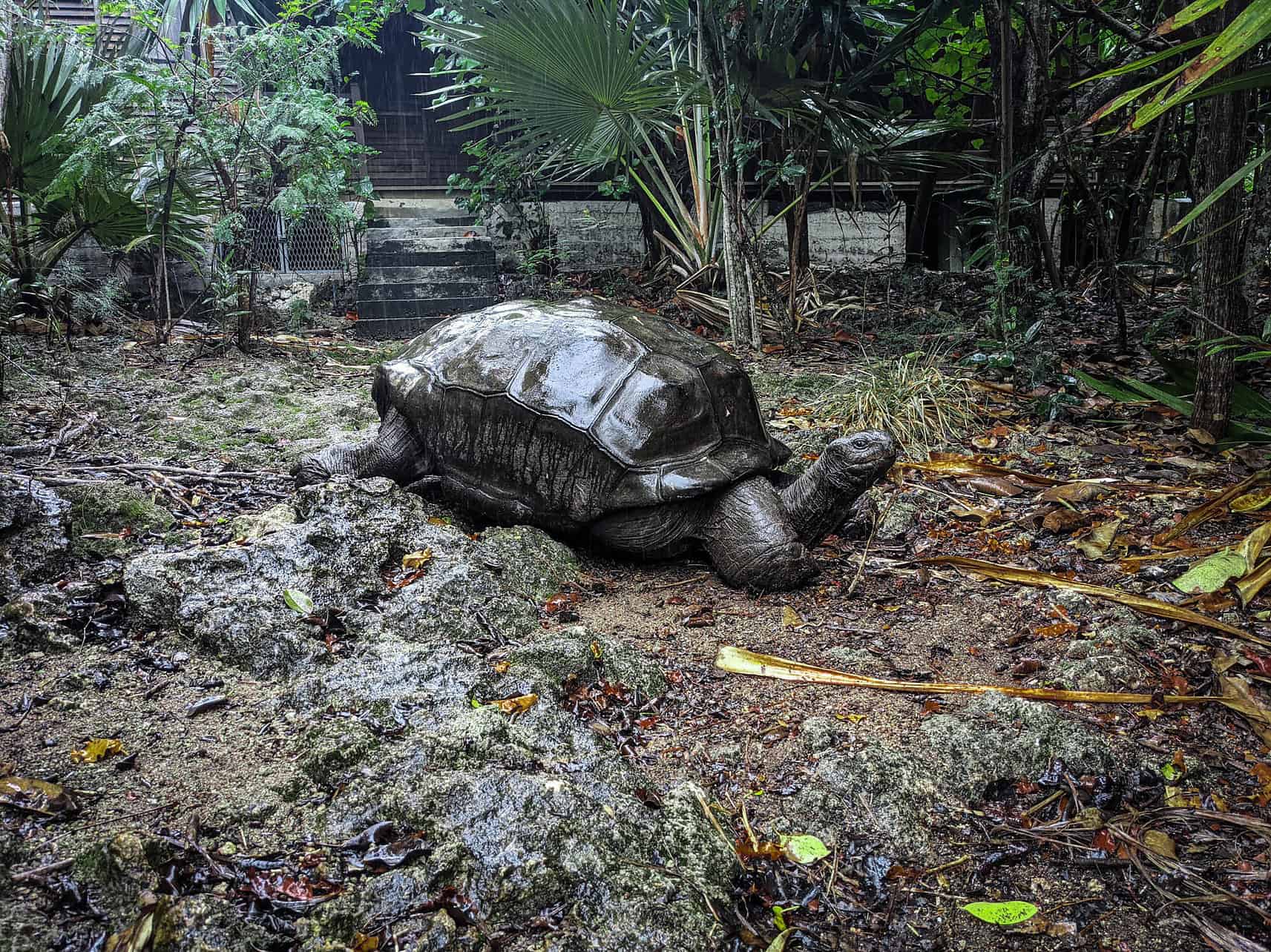 Meet giant tortoises in Mauritius Meet giant tortoises in Mauritius