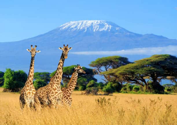 A guide on the best time to climb Mount Kilimanjaro
