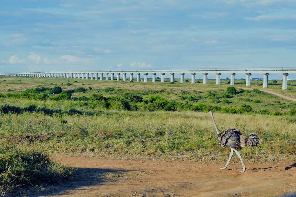 Nairobi national park - Nairobi National Park: The Only National Park in a Town Nairobi National Park, Kenya
