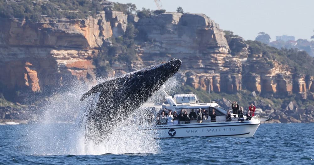 whale watching in sydney - Best Time Of Year to go Whale Watching in Sydney Whale watchin with Whale Tales in Sydney, Australia.